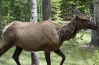 Parc national de Yellowstone