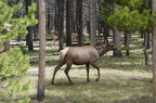 Parc national de Yellowstone