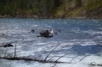 Parc national de Yellowstone