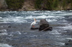 Parc national de Yellowstone