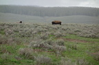 Parc national de Yellowstone