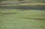Parc national de Yellowstone