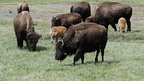 Parc national de Yellowstone