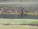 Parc national de Yellowstone