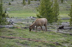 Parc national de Yellowstone