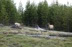 Parc national de Yellowstone