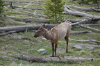 Parc national de Yellowstone