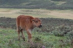 Parc national de Yellowstone