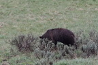 Parc national de Yellowstone