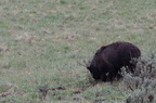 Parc national de Yellowstone