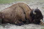 Parc national de Yellowstone