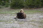 Parc national de Yellowstone