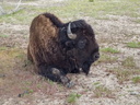 Parc national de Yellowstone