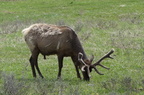 Parc national de Yellowstone