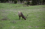 Parc national de Yellowstone