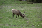 Parc national de Yellowstone