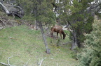 Parc national de Yellowstone