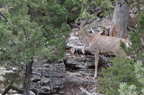 Parc national de Yellowstone