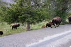 Parc national de Yellowstone