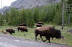 Parc national de Yellowstone