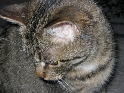 belly0095.jpg