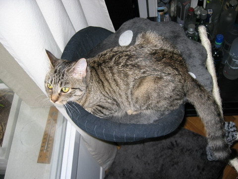 belly0099.jpg
