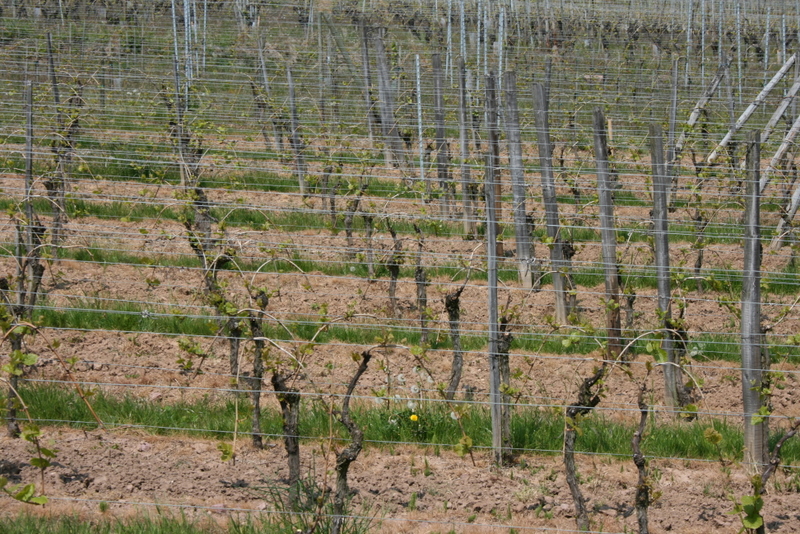 2009-05-01_12-57-49_vignes.jpg