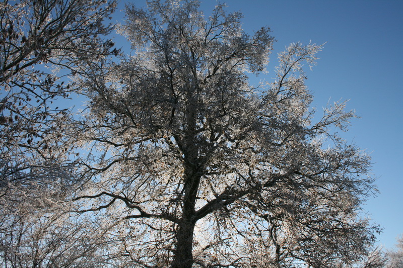 lachaux-2010-12-26.jpg