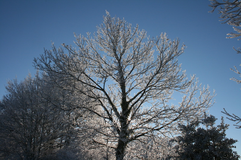 lachaux-2010-12-33.jpg