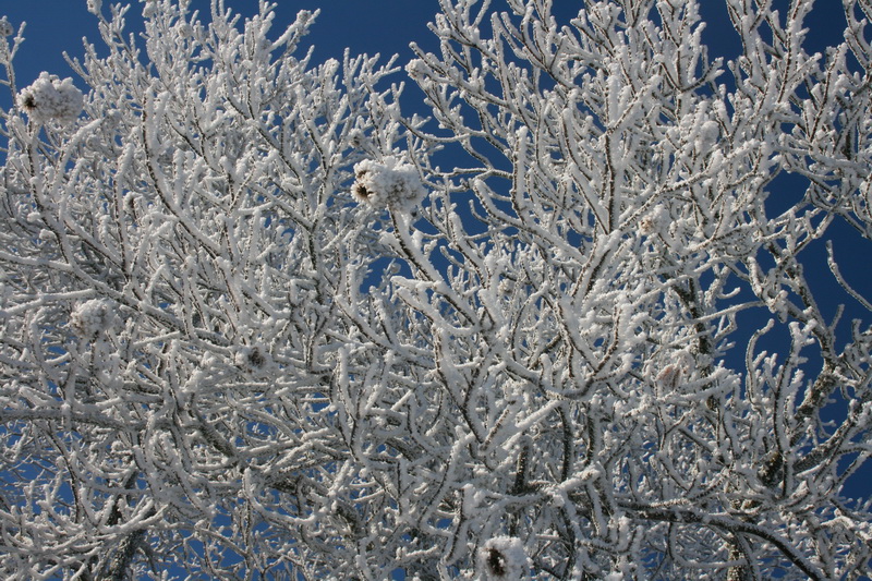 lachaux-2010-12-36.jpg