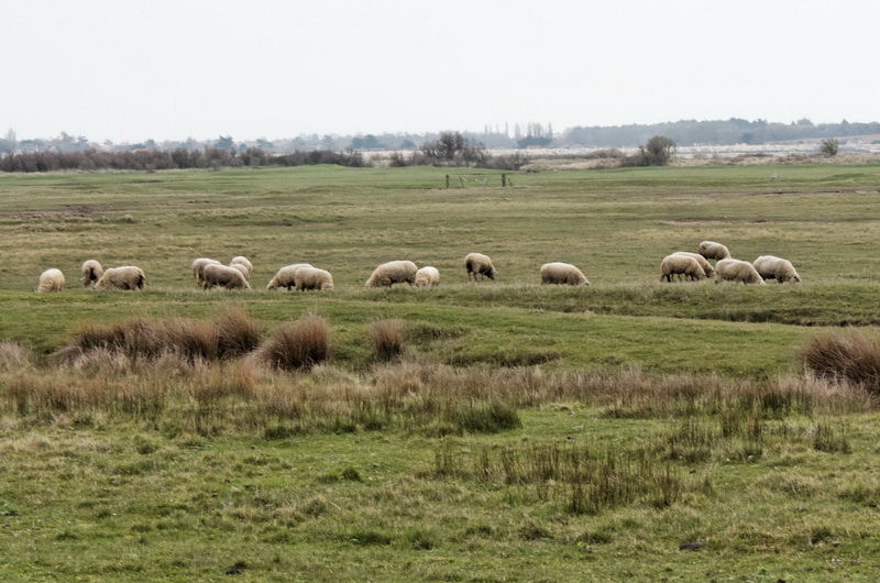 charente_maritime_2012-03-21_13-08-25.jpg