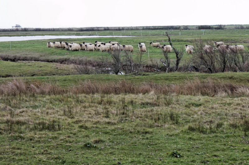 charente_maritime_2012-03-21_13-08-28.jpg