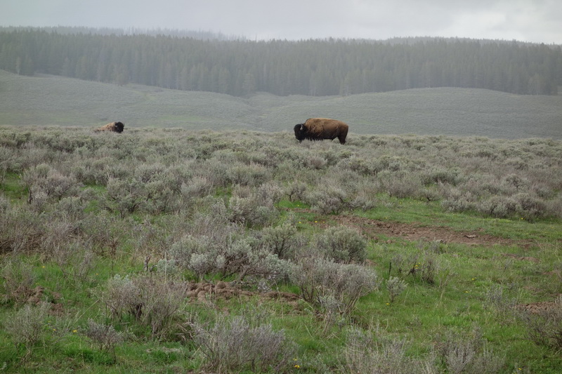 usa-2015-0980.jpg