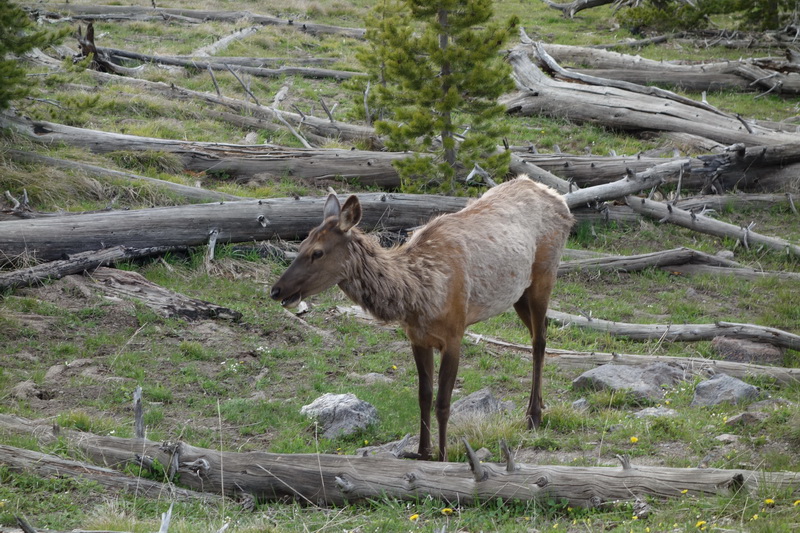 usa-2015-1001.jpg