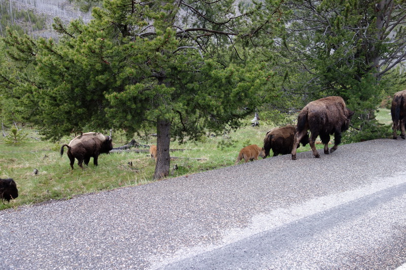usa-2015-1264.jpg